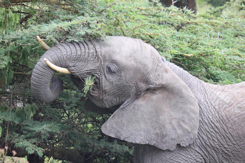 Elephant browsing acacia