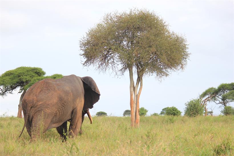 Elephant and acacia tree