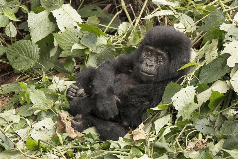 Mountain gorilla in Bwindi
