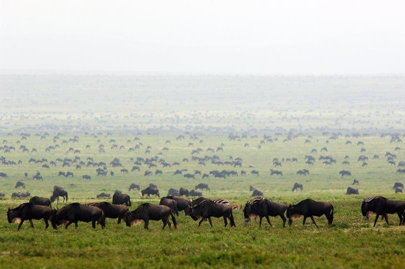 Wildebeest migration