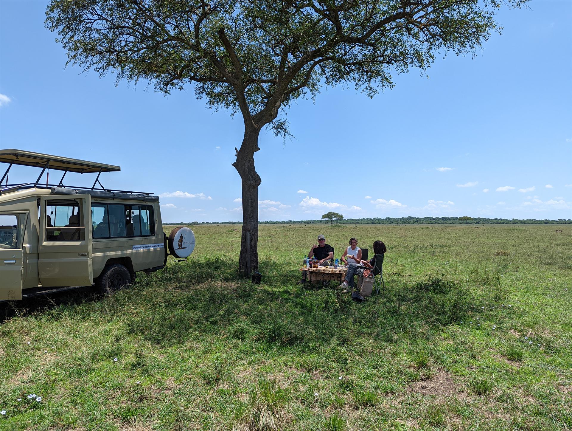 Safari picnic under an acacia tree
