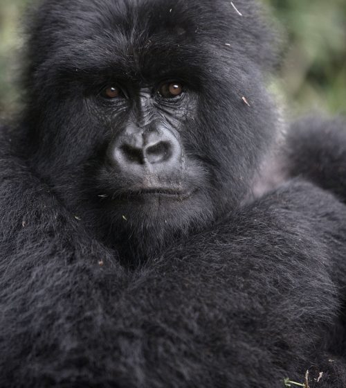 25GORILLA1-superJumbo-v2
