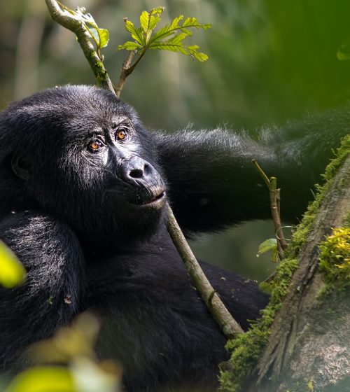 Young-Gorilla-Bwindi-Uganda